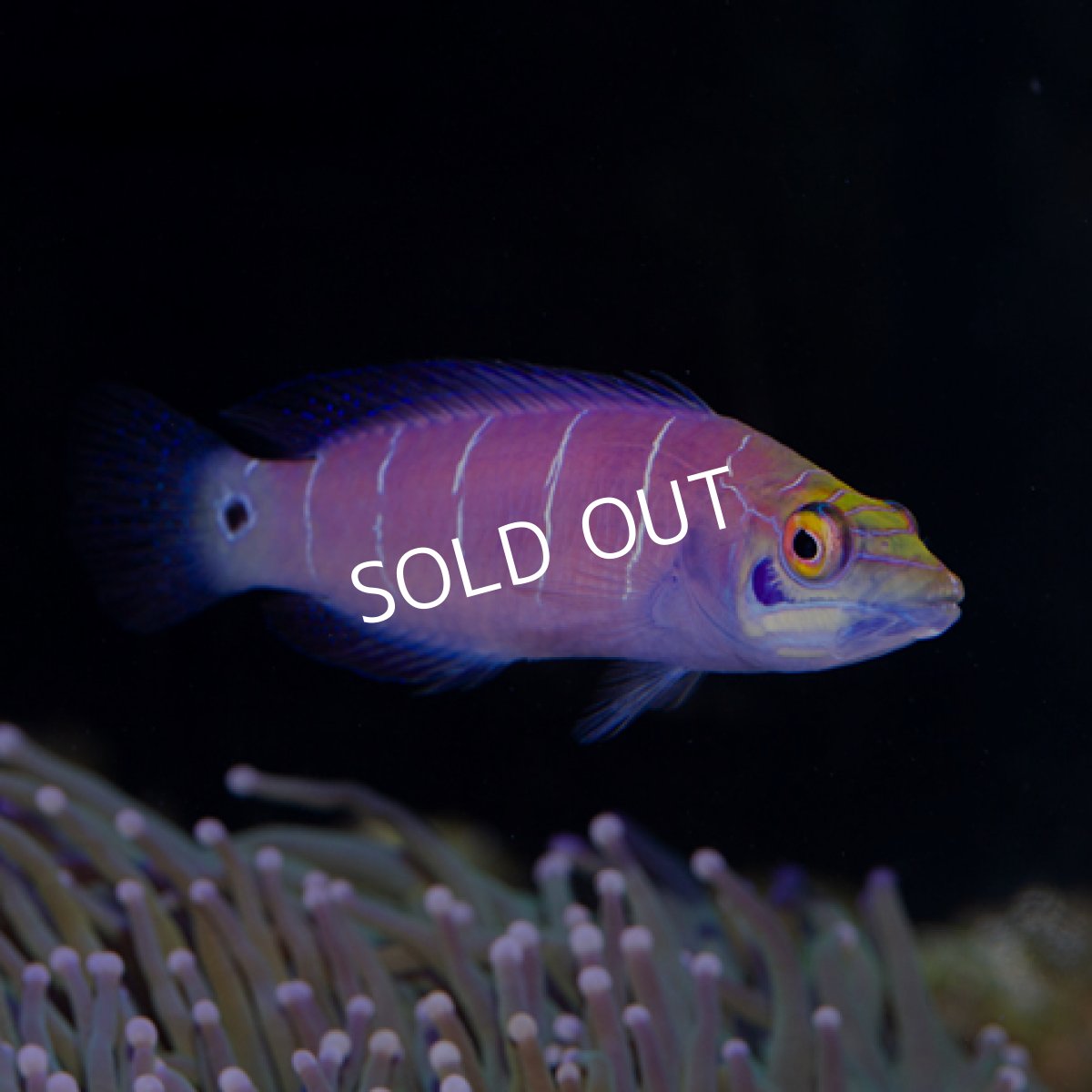 画像2: オセレイトラス マーシャル (2)