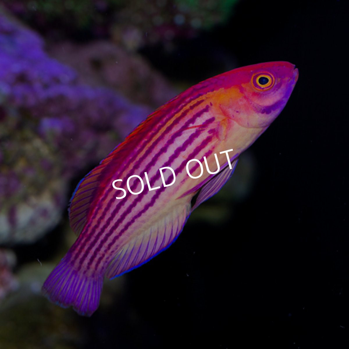 画像4: イヤールズラス マーシャル ペア (4)