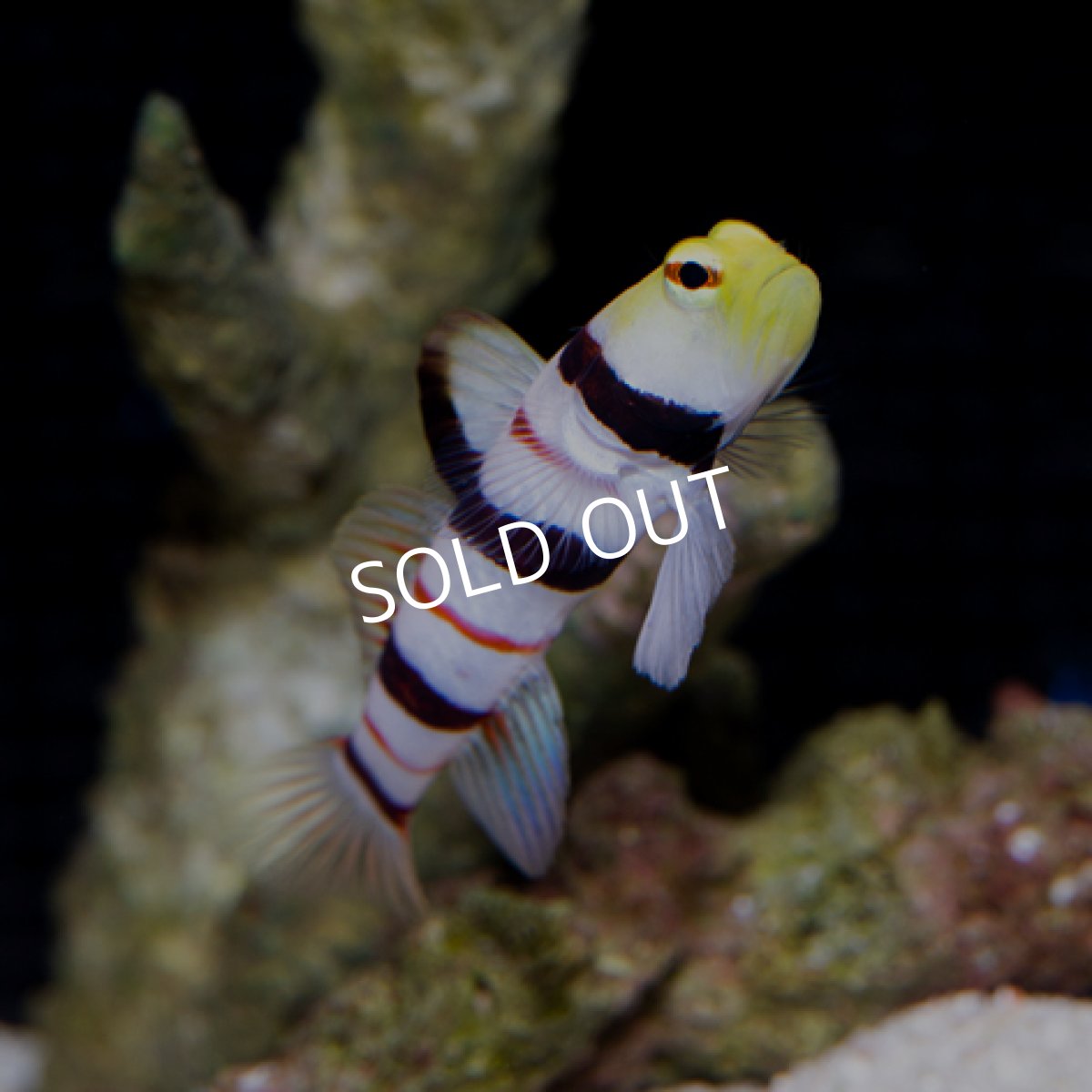 画像2: ドラクラシュリンプゴビー (2)