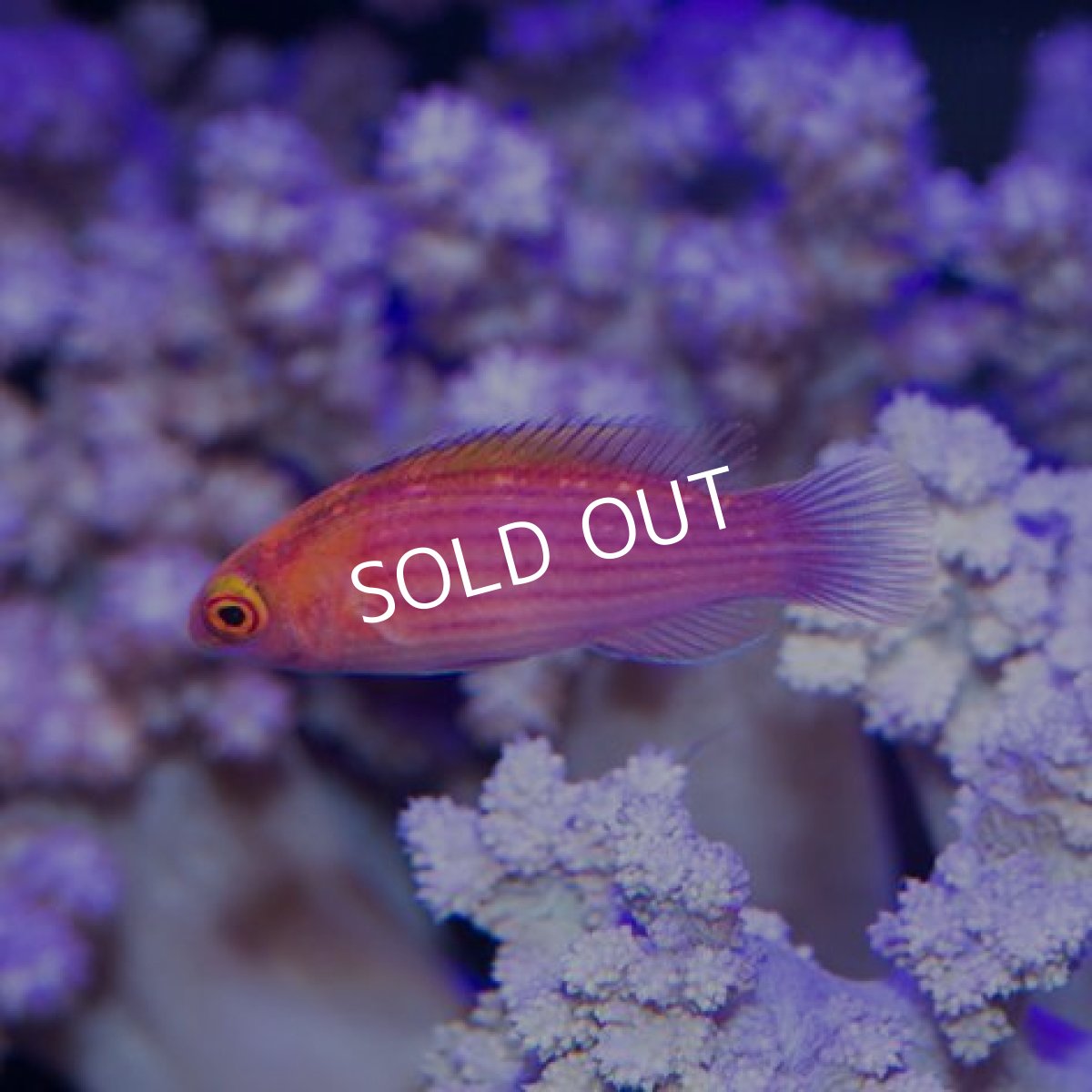 画像5: イヤールズラス マーシャル ペア (5)