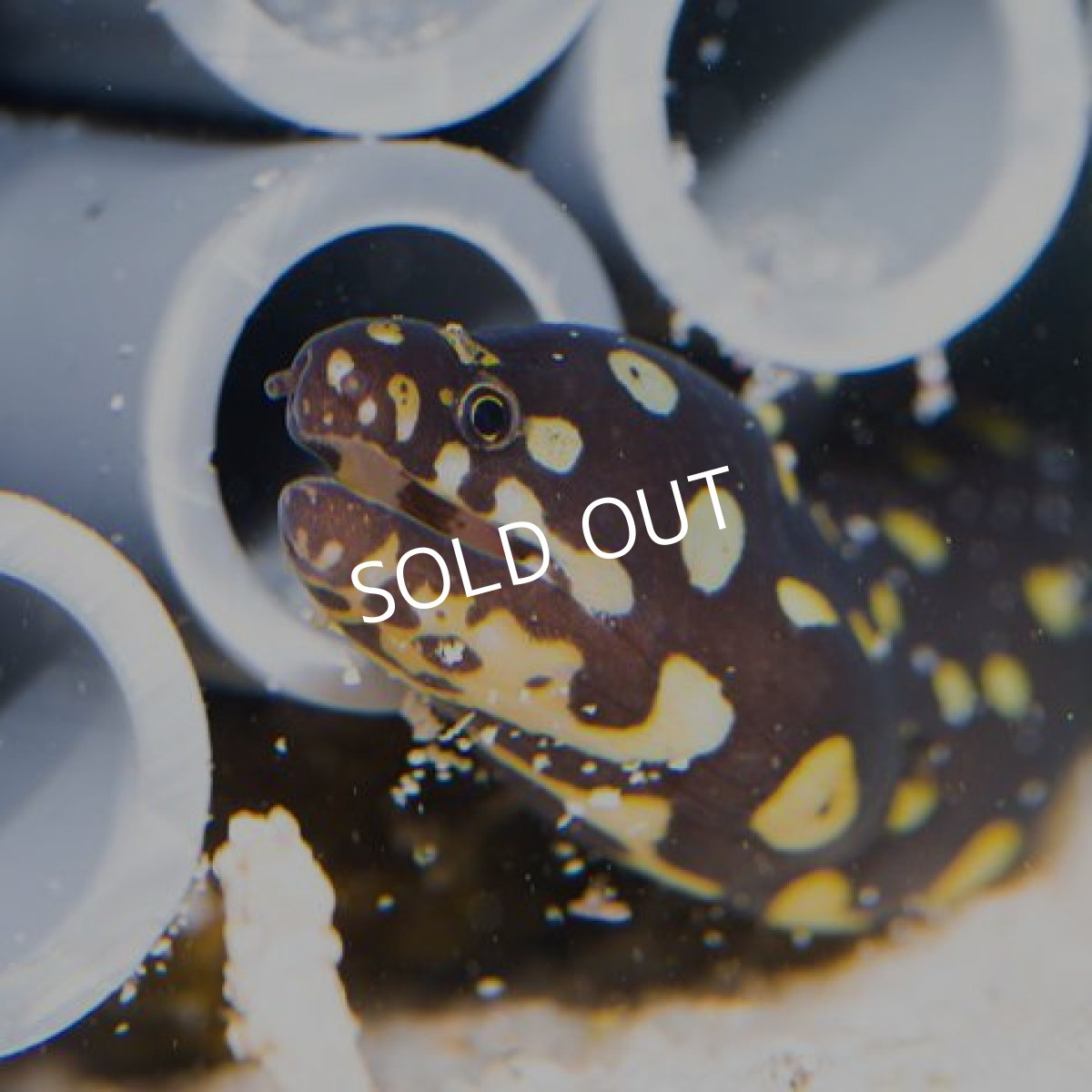 画像2: ■SALE■ギャラクシーモレイイール (2)