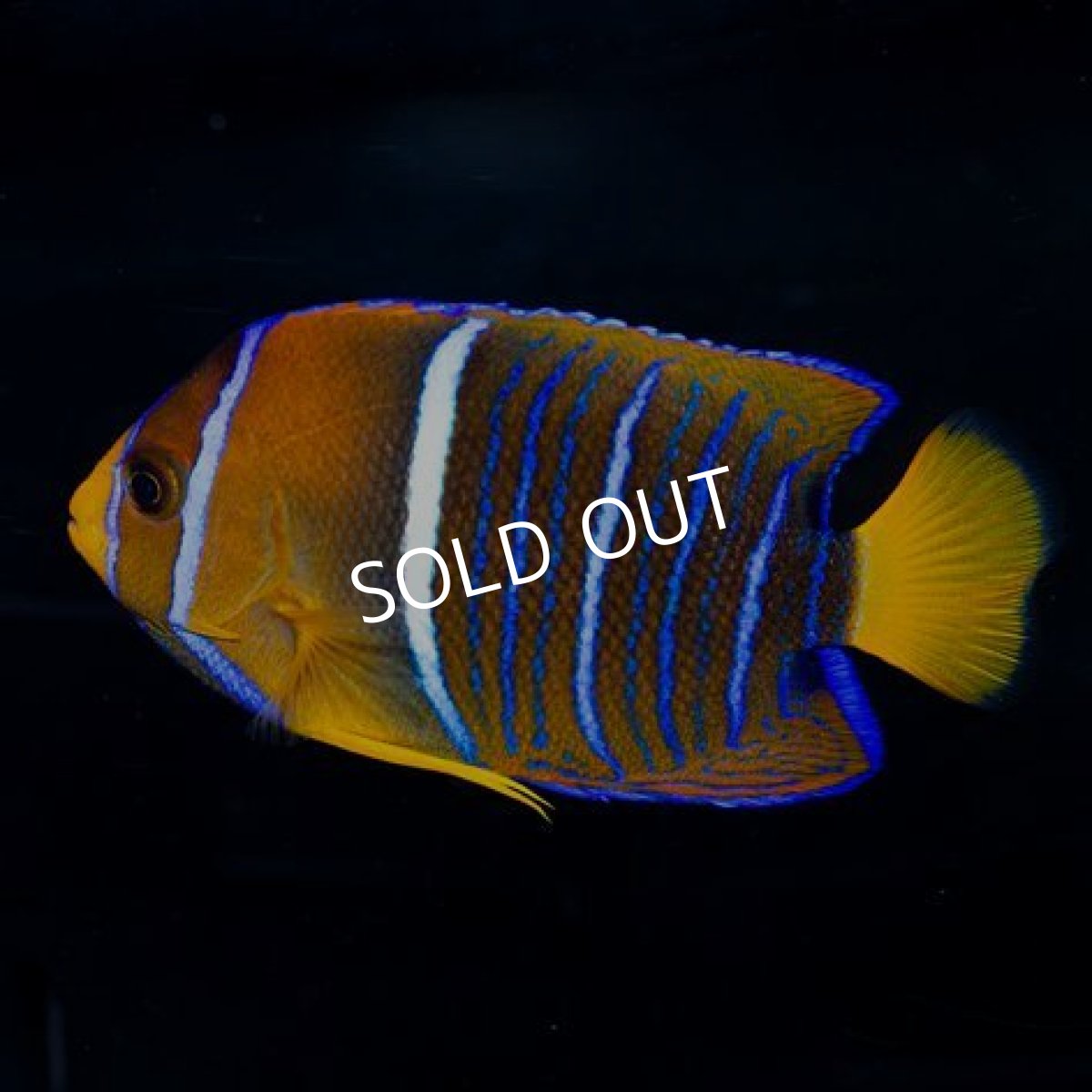 画像2: ■SALE■パッサーエンゼル M (2)