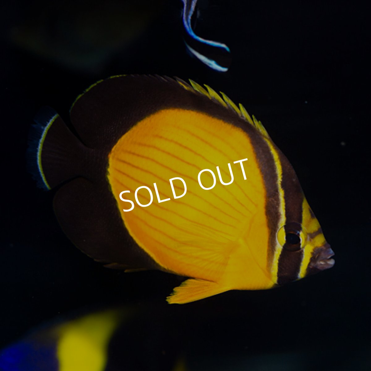 画像2: ■SALE■アラビアンバタフライフィッシュ (2)