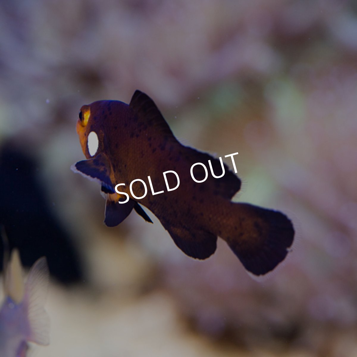 画像2: モカドミノ(Mocha Domino) (2)