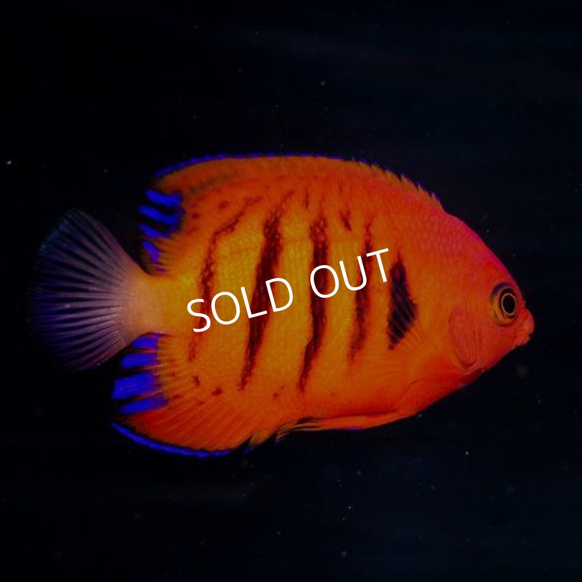 画像2: フレームエンゼル マーシャル No.5 (2)