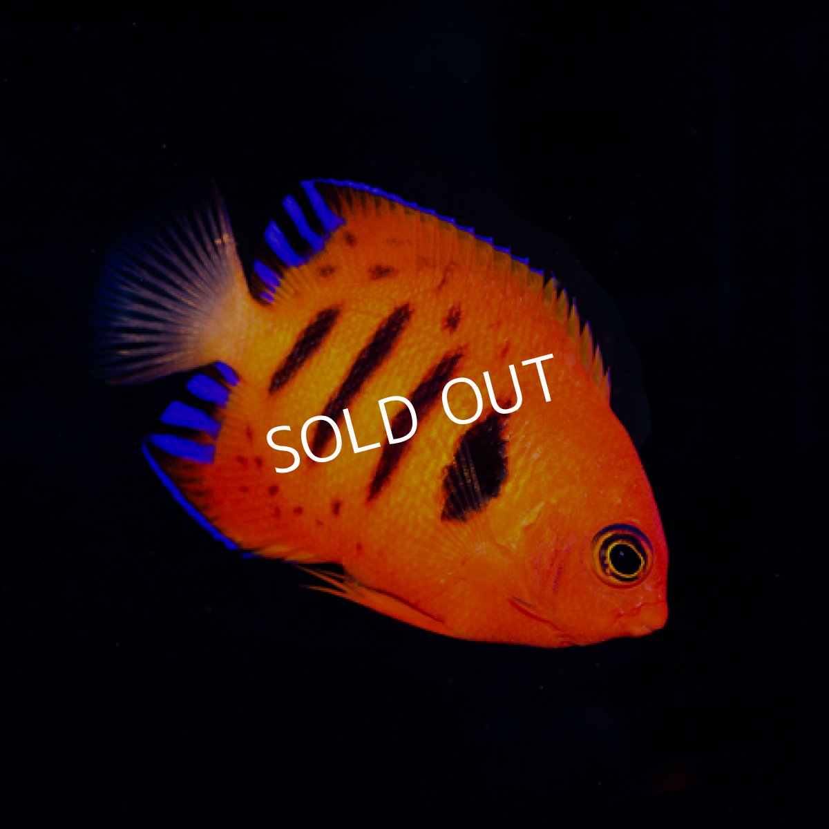 画像2: フレームエンゼル　マーシャル No.3 (2)