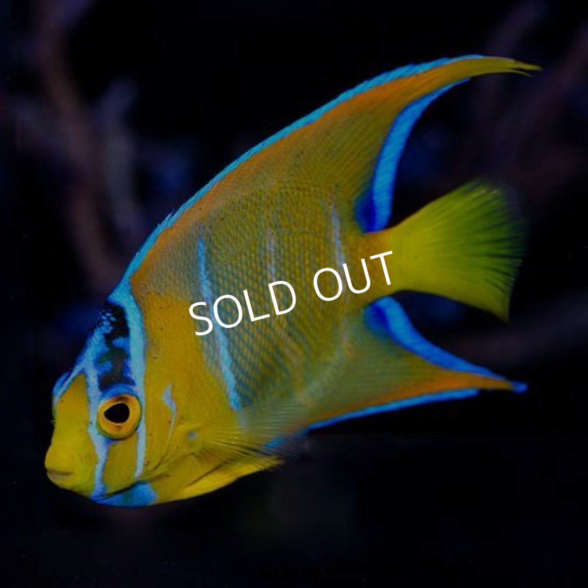 画像2: クイーンエンゼル　M　ブラジル (2)