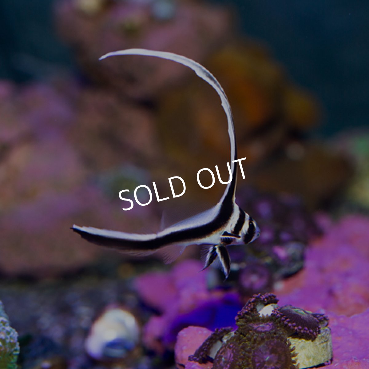 画像2: スポッテッドドラムフィッシュ 幼魚 (2)