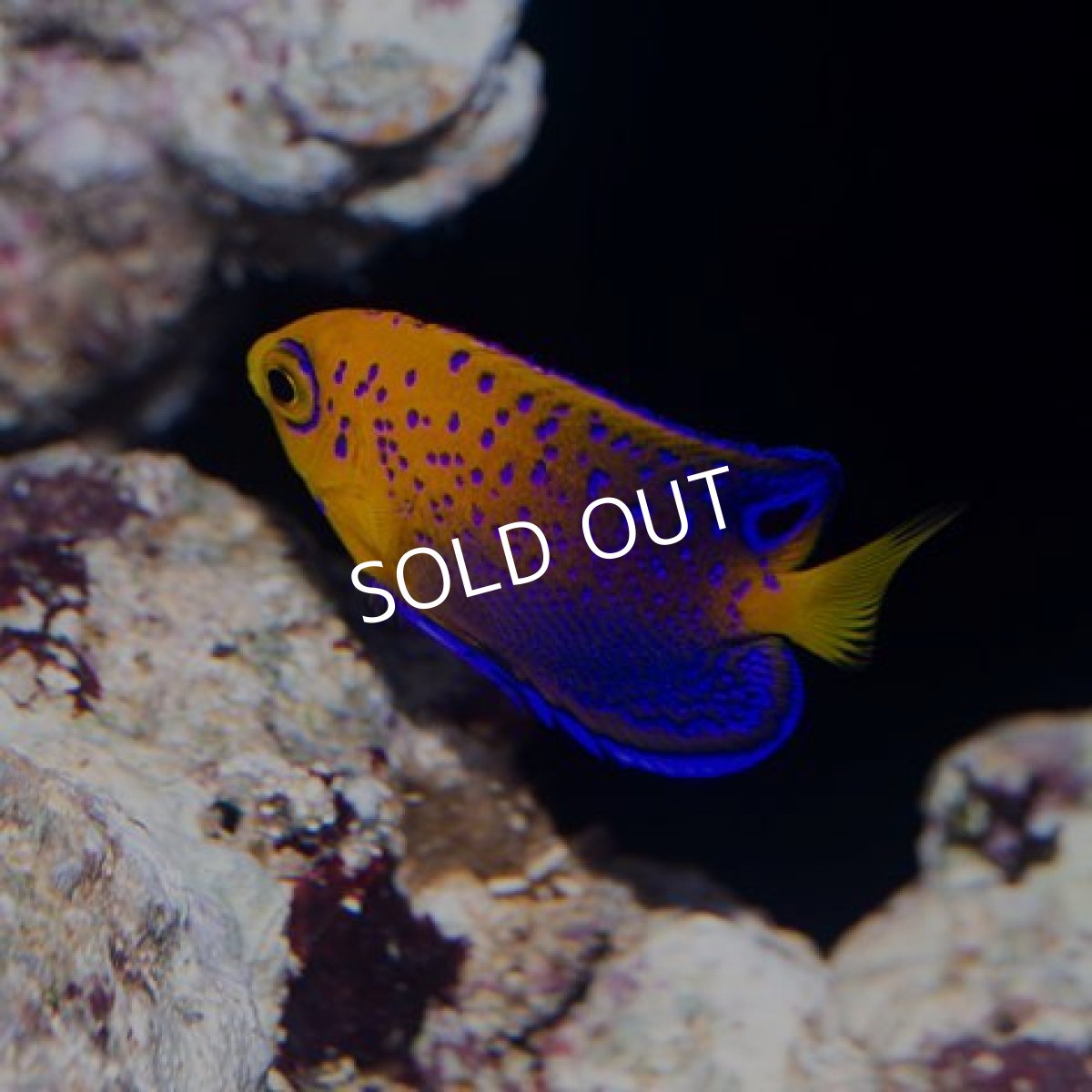 画像2: レンテンヤッコ　ベビー (2)