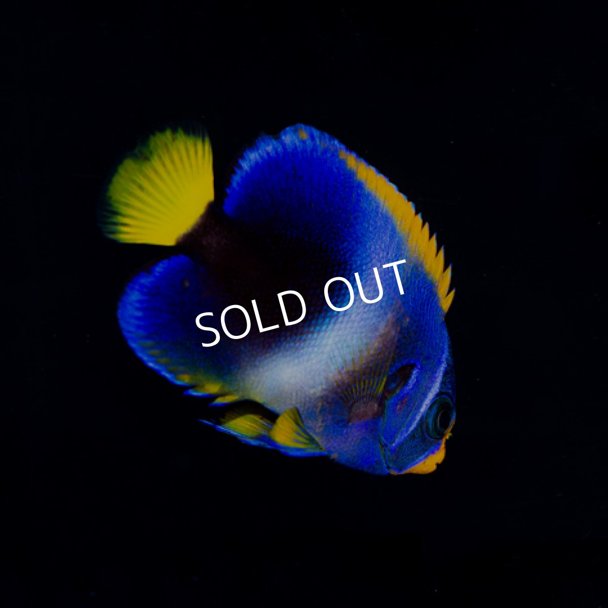 画像2: ウエストアフリカンエンゼル ブルー (2)