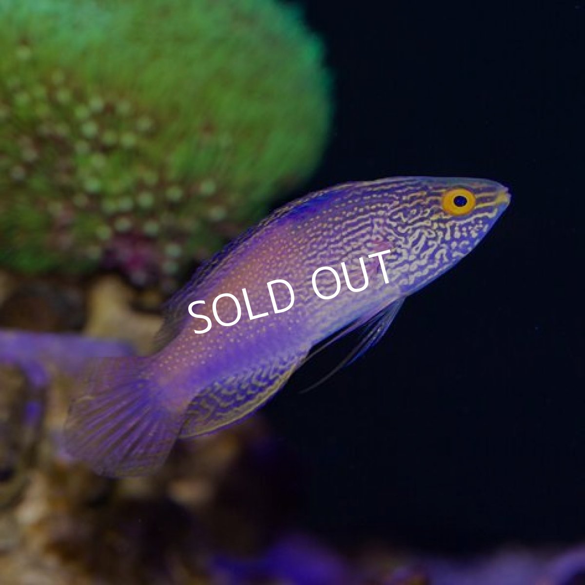 画像2: ローンボイドフェアリーラス ペア (2)