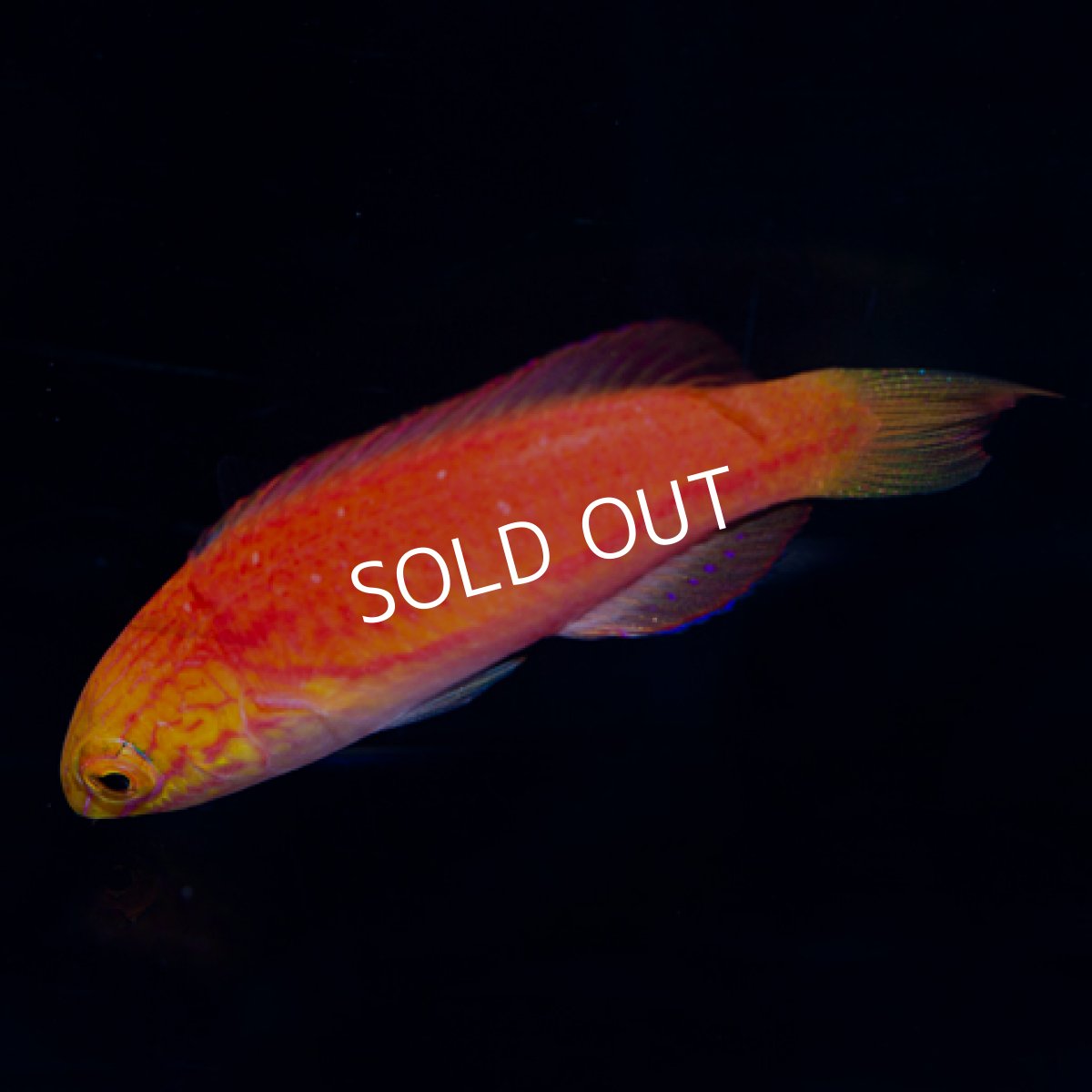 画像2: ジョンソンズフェアリーラス ペア (2)