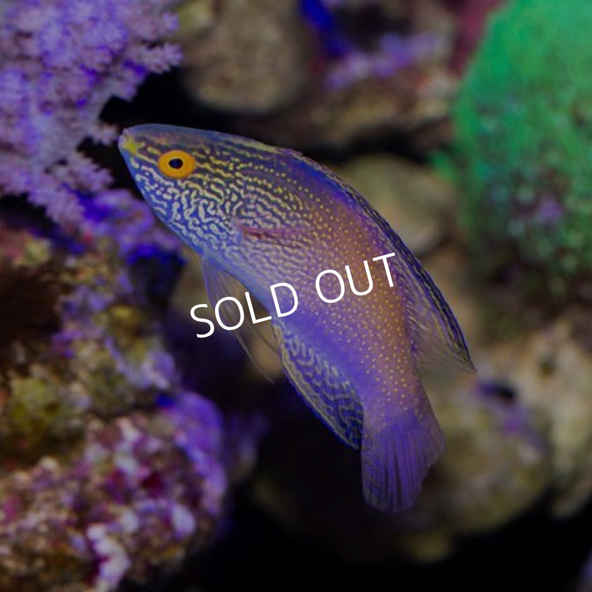 画像3: ローンボイドフェアリーラス ペア (3)