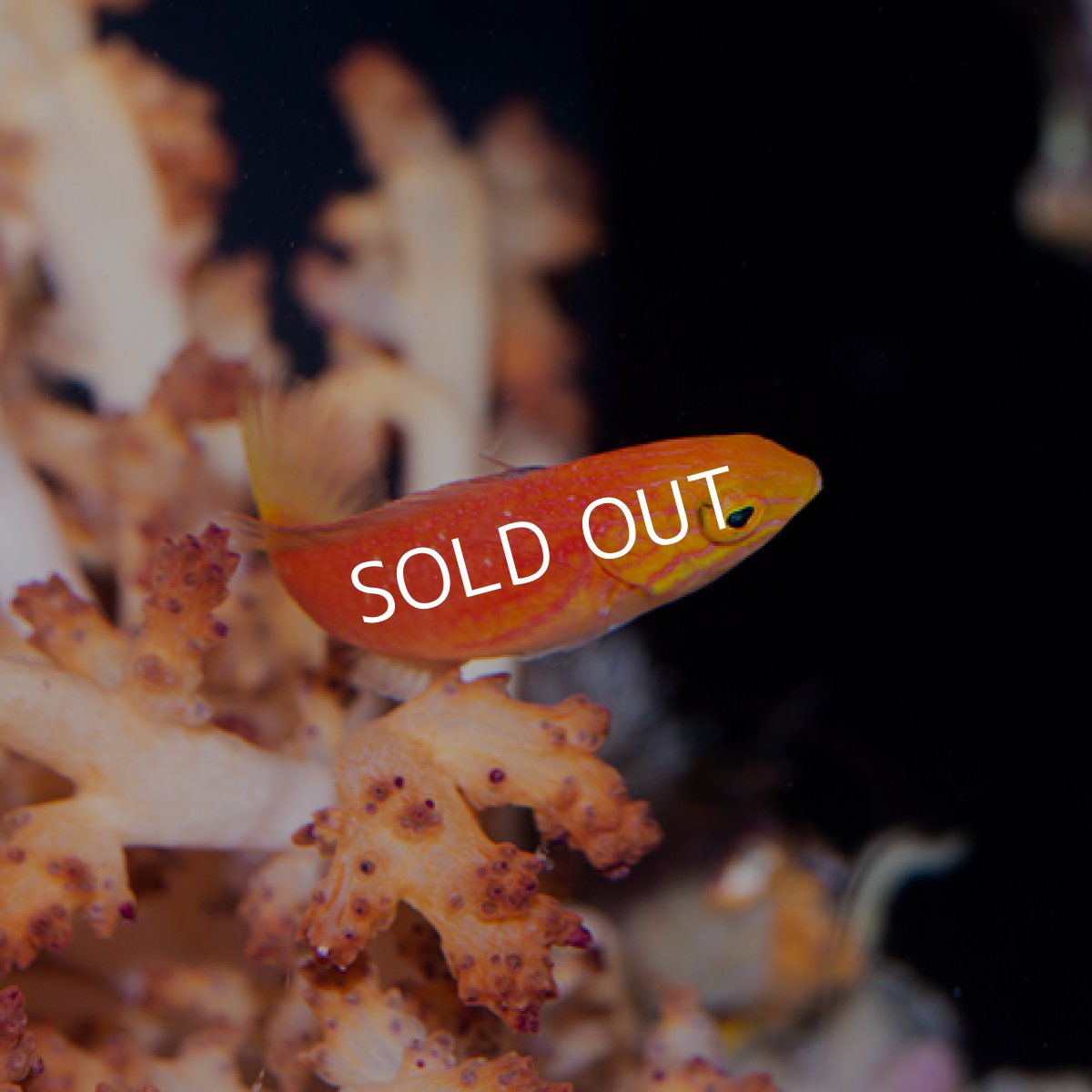 画像5: ジョンソンズフェアリーラス ペア (5)