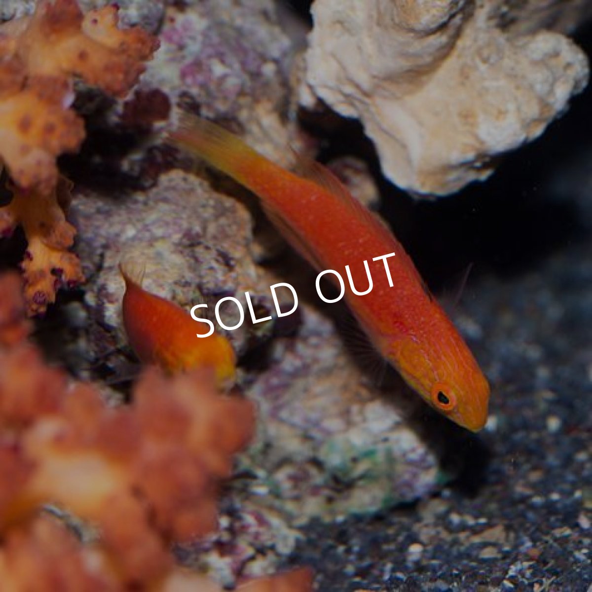 画像4: ジョンソンズフェアリーラス ペア (4)