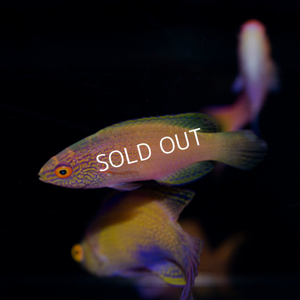 画像4: ローンボイドフェアリーラス ペア (4)