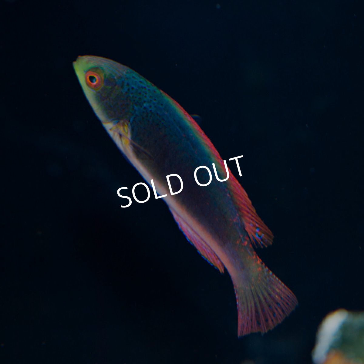 画像2: スコットラス フィジー (2)