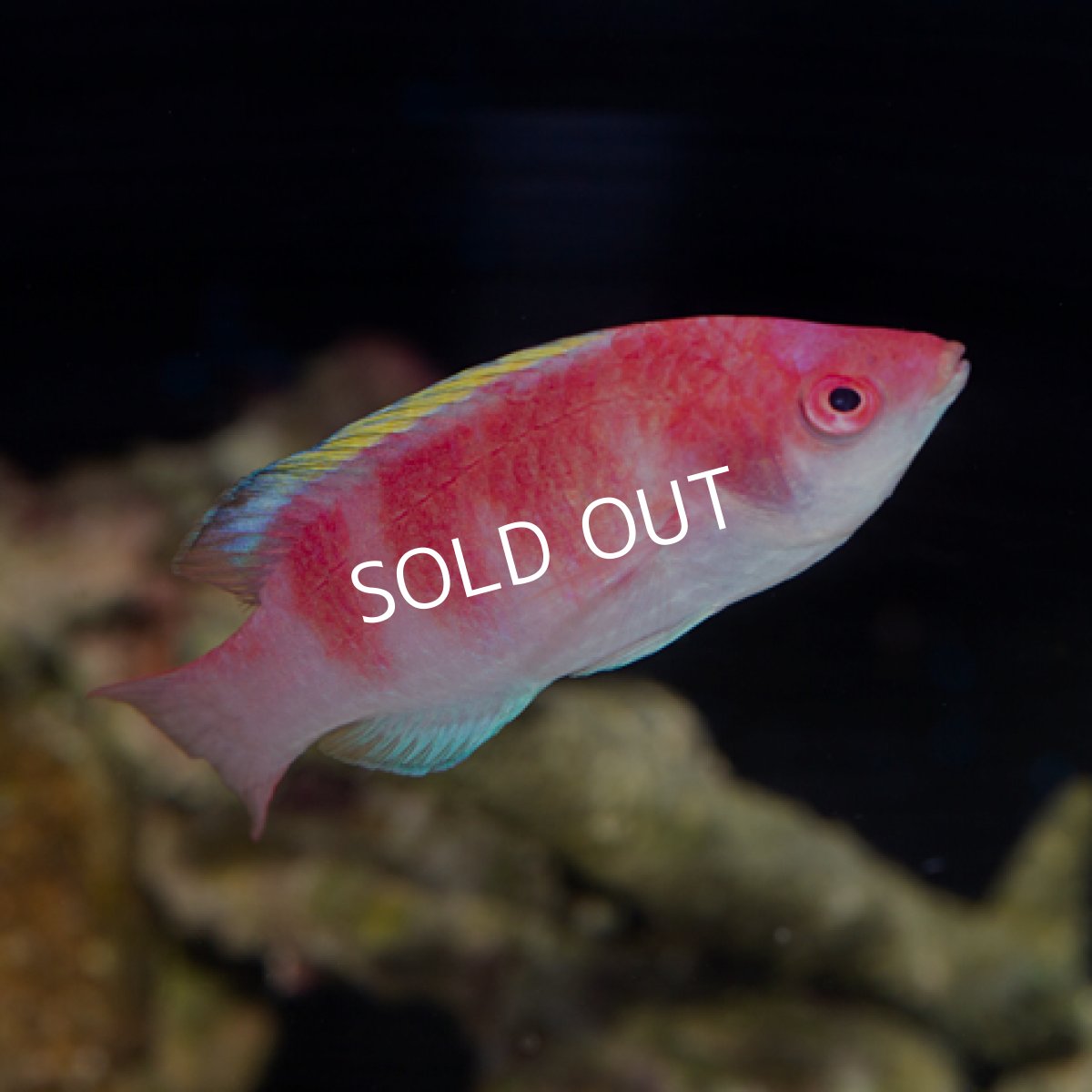 画像2: イエローフィンフェアリーラス (2)