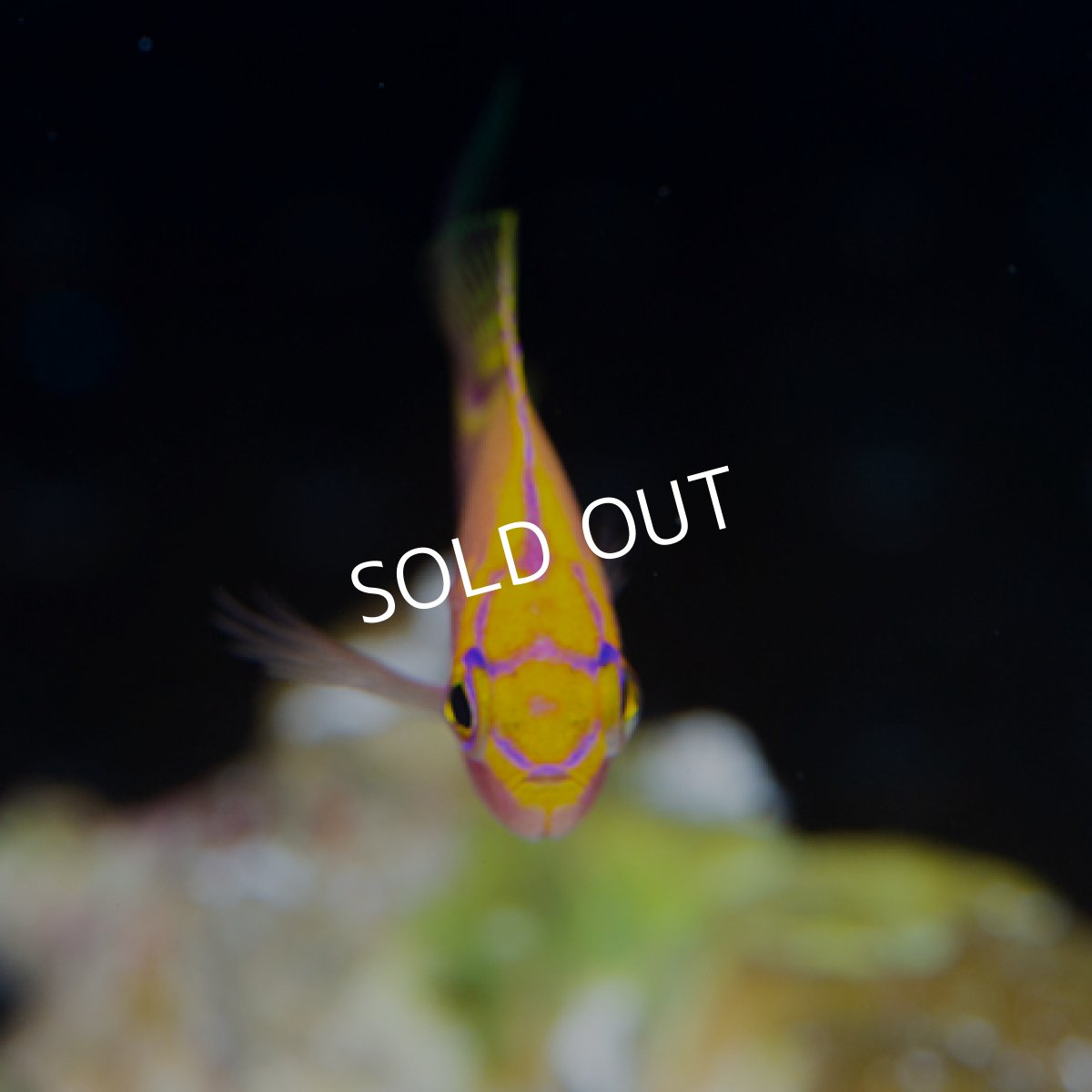 画像2: ハナゴンベ　No.1 (2)