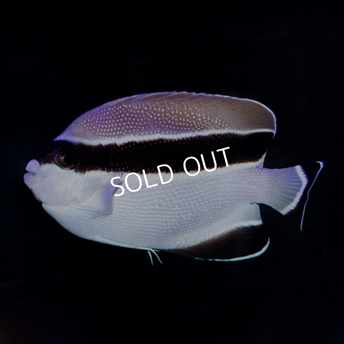 画像3: ブラックバンディットエンゼル　 (3)