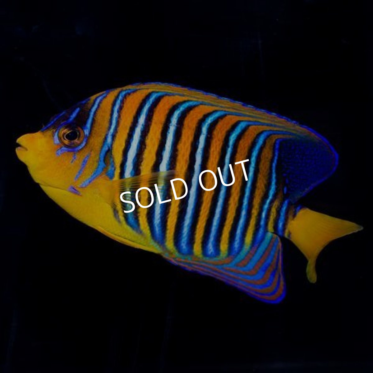 画像2: ニシキヤッコ 紅海 (2)