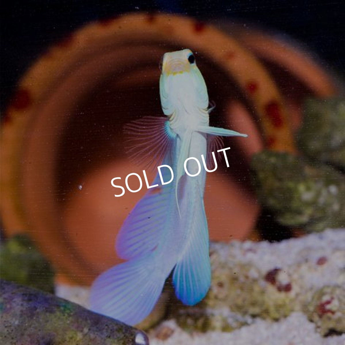 画像2: イエローヘッドジョーフイッシュ M (2)