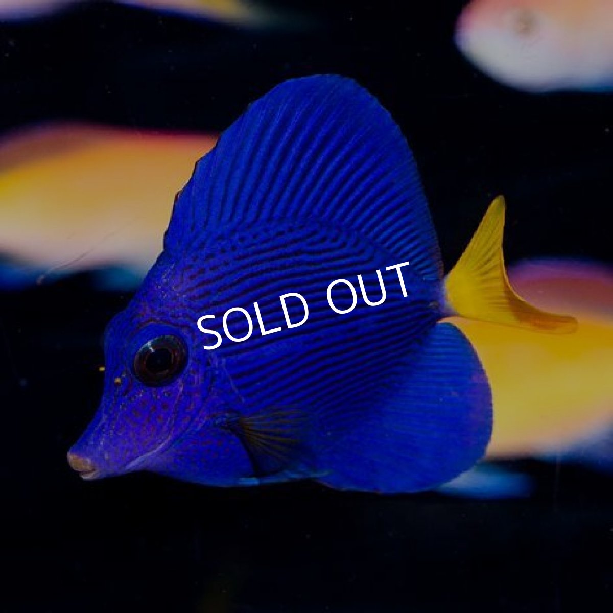 画像2: パープルタン S (2)