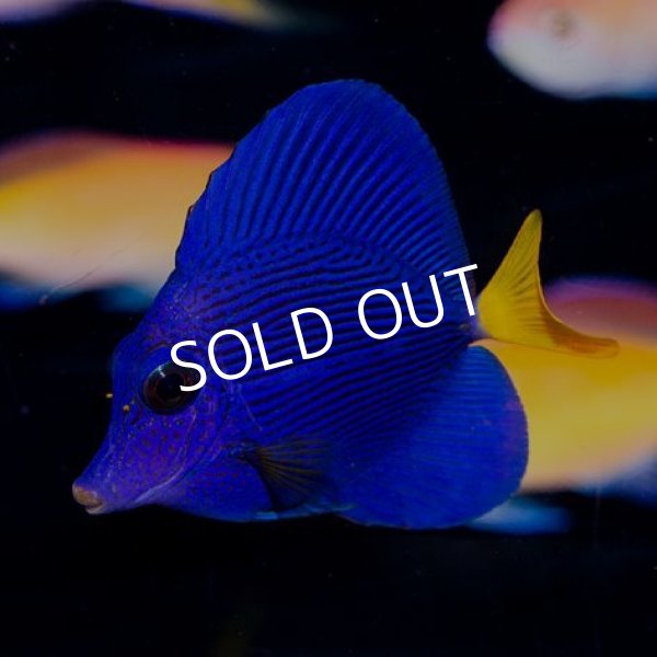 りいたしま 状態良好 パープルタン Lサイズ 個体販売 14cm No 2 生体 海水魚 サンゴ ペットバルーン支店 りいたしま