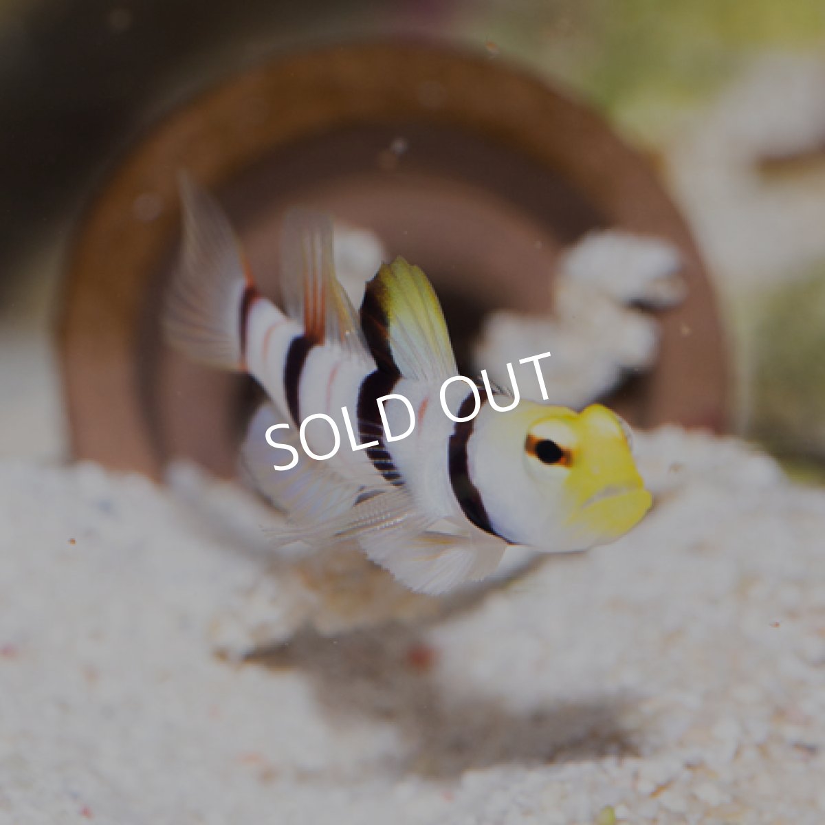 画像2: ドラクラシュリンプゴビー (2)