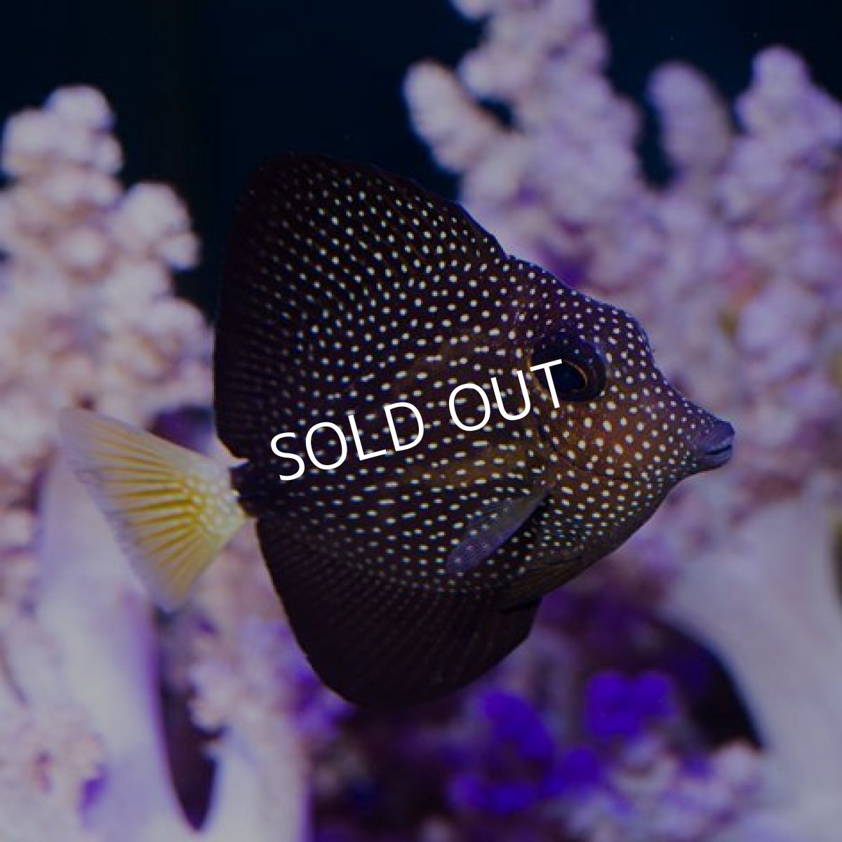 画像2: ジェムタン (2)