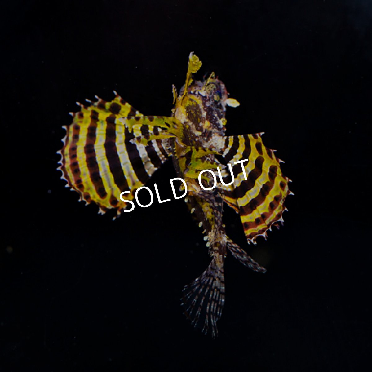 画像2: シマヒメヤマノカミ　イエロー (2)