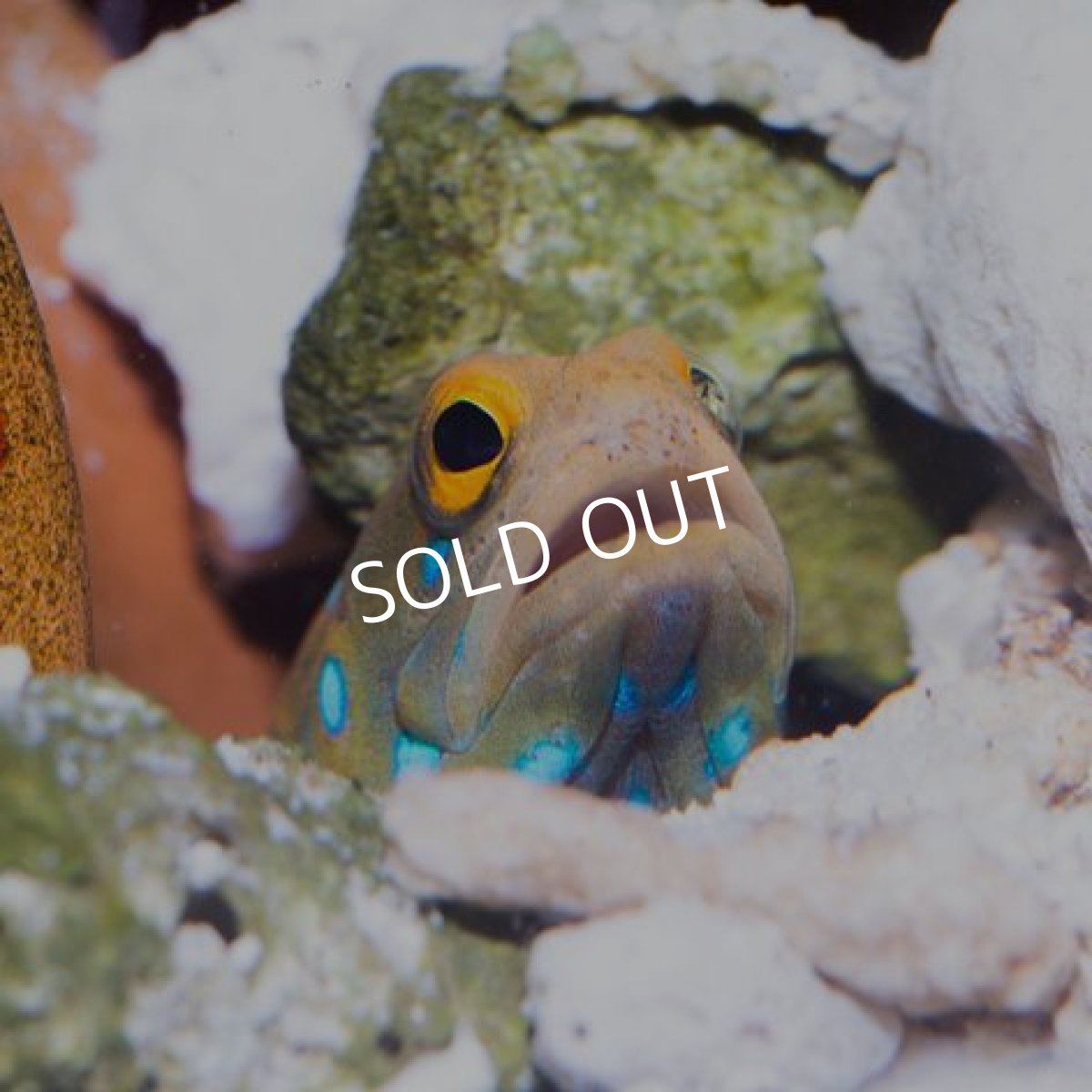 画像2: ブルースポッテドジョーフィッシュ (2)