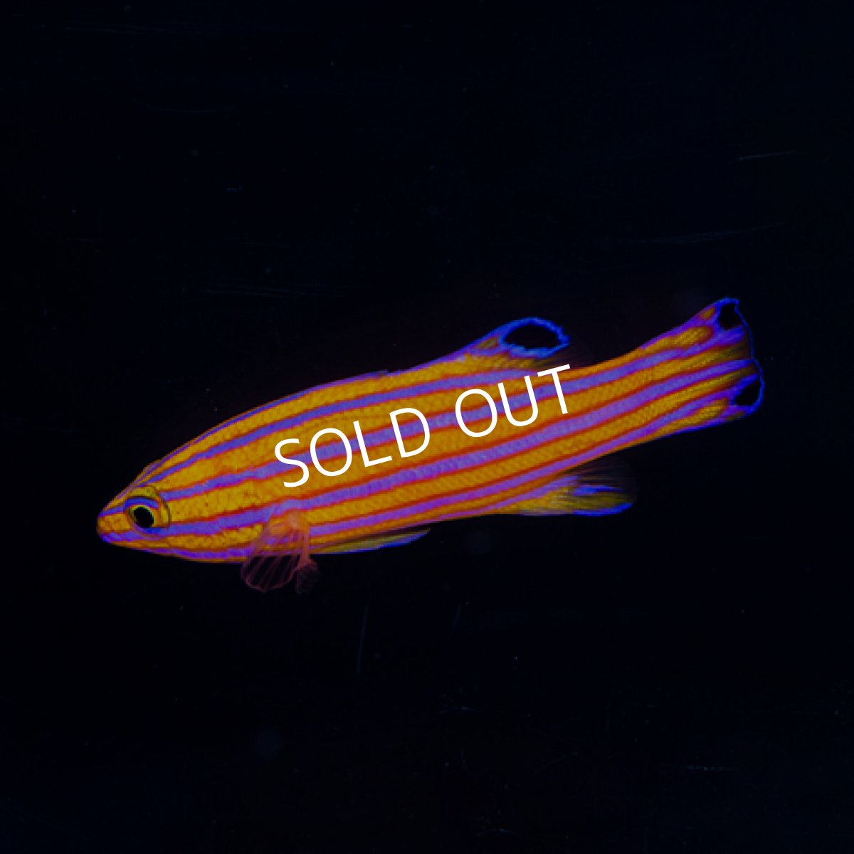 画像2: キャンディーバスレット ペア (2)