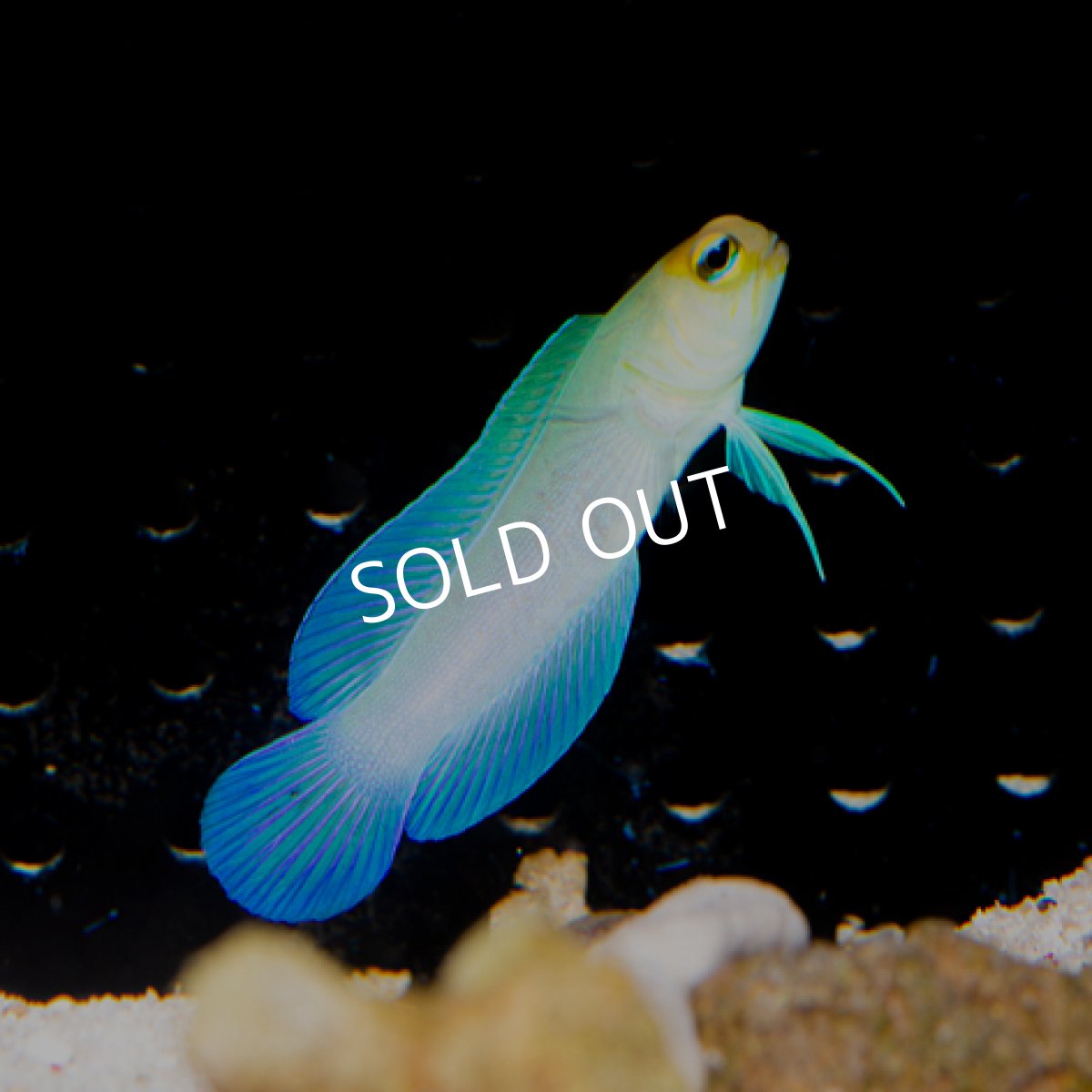 画像2: イエローヘッドジョーフイッシュ L No.1 (2)