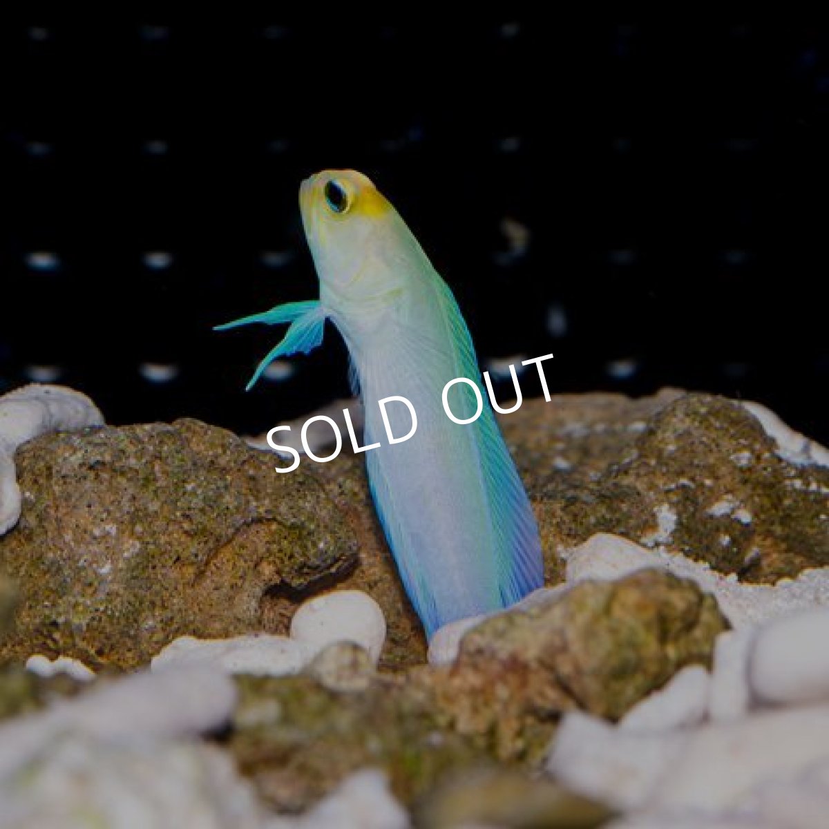 画像2: イエローヘッドジョーフイッシュ M No.2 (2)