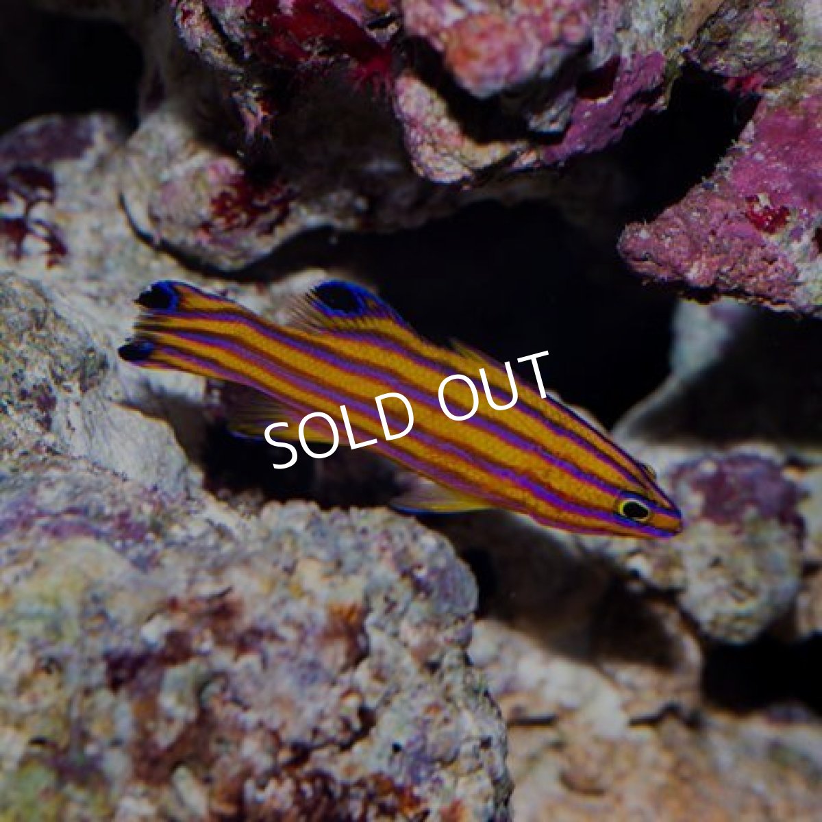 画像5: キャンディーバスレット ペア (5)