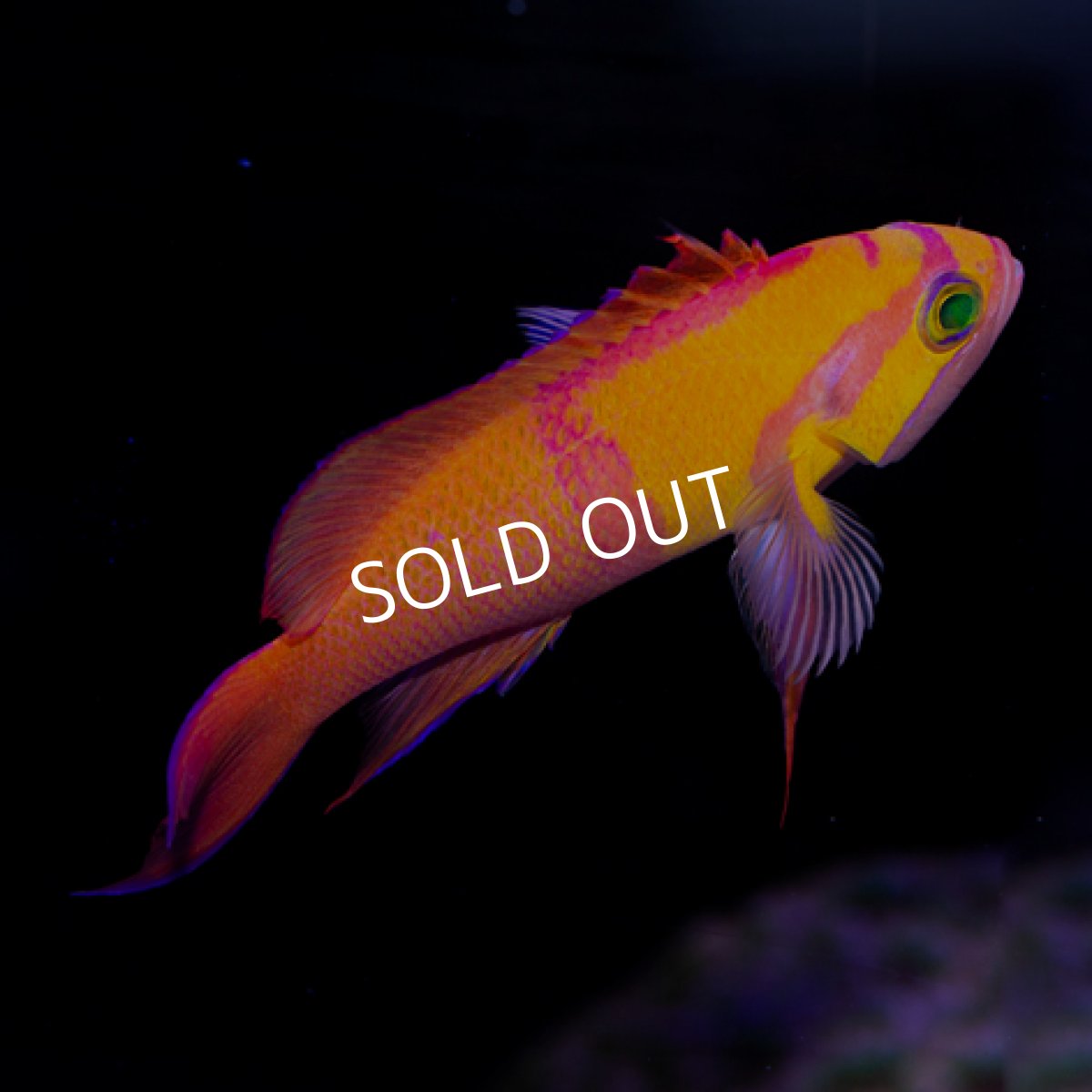 画像2: シロオビハナダイcf（Pseudanthias mica） (2)