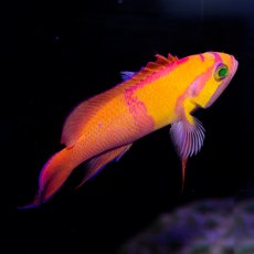 画像2: シロオビハナダイcf（Pseudanthias mica） (2)