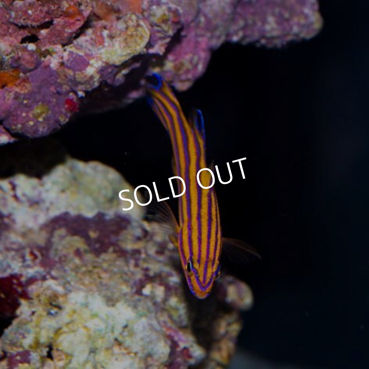 画像4: キャンディーバスレット ペア (4)