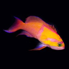 画像1: シロオビハナダイcf（Pseudanthias mica） (1)