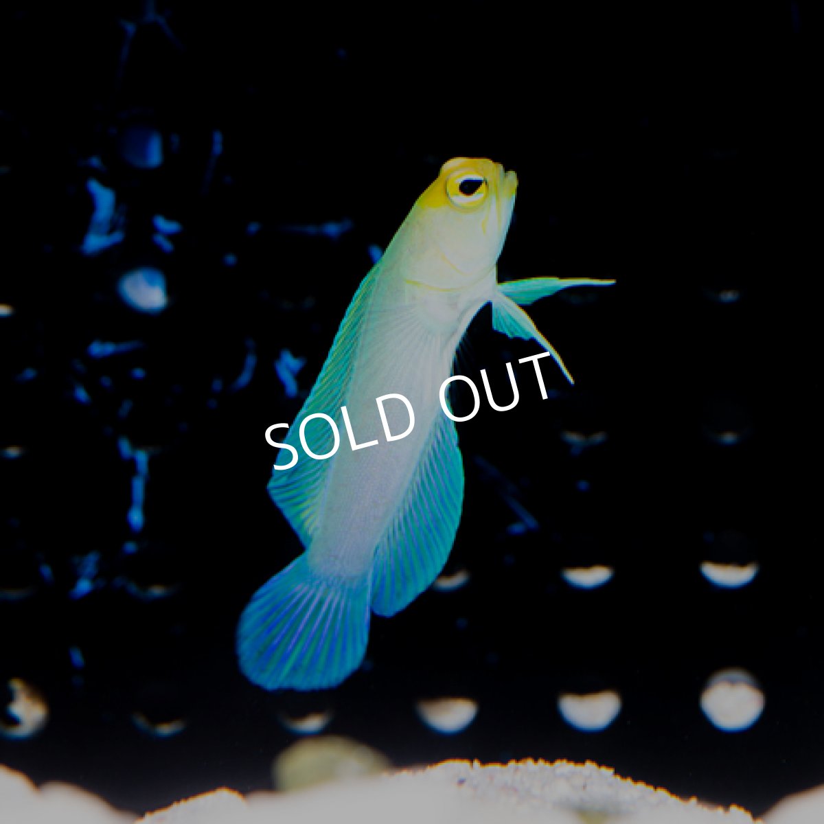 画像2: イエローヘッドジョーフイッシュ M No.1 (2)