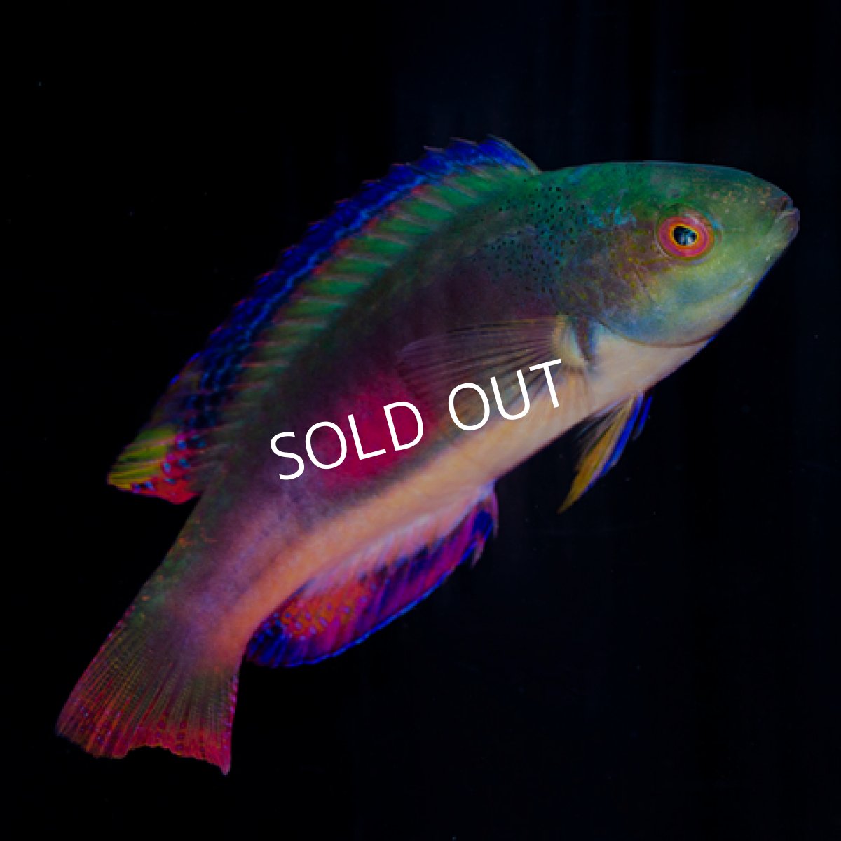 画像2: スコットラス フィジー (2)