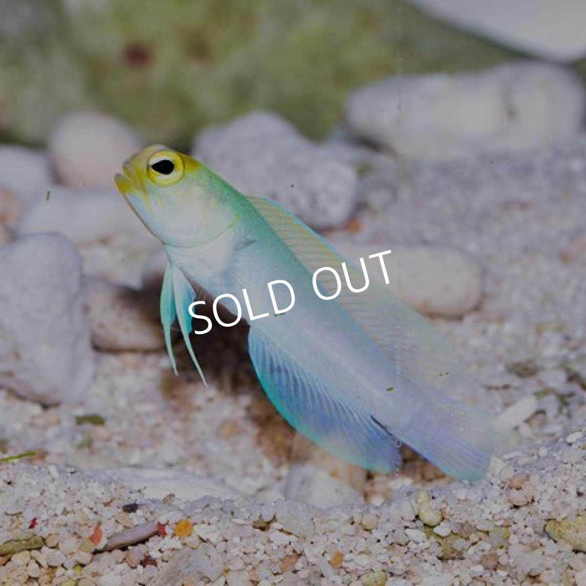 画像2: イエローヘッドジョーフイッシュ M No.3 (2)