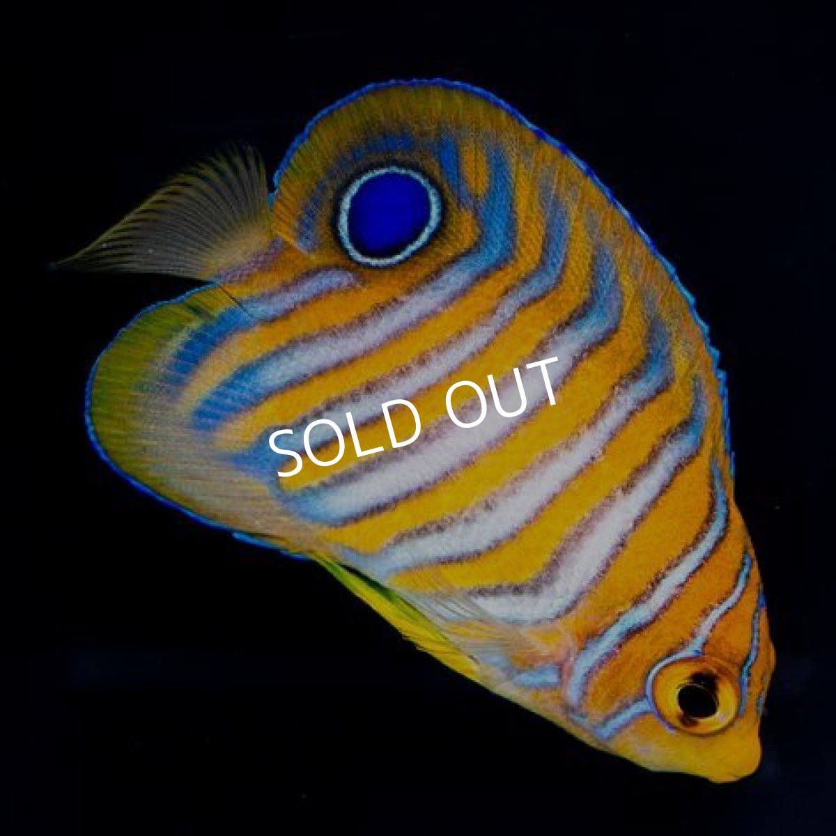 画像2: ニシキヤッコ SM マニラ (2)