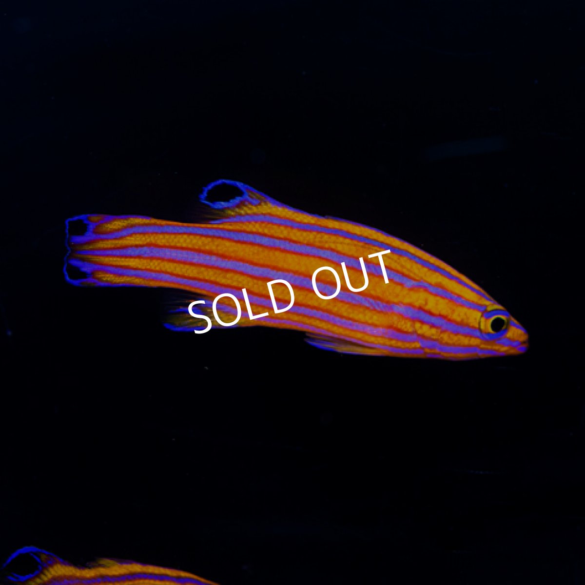 画像3: キャンディーバスレット ペア (3)