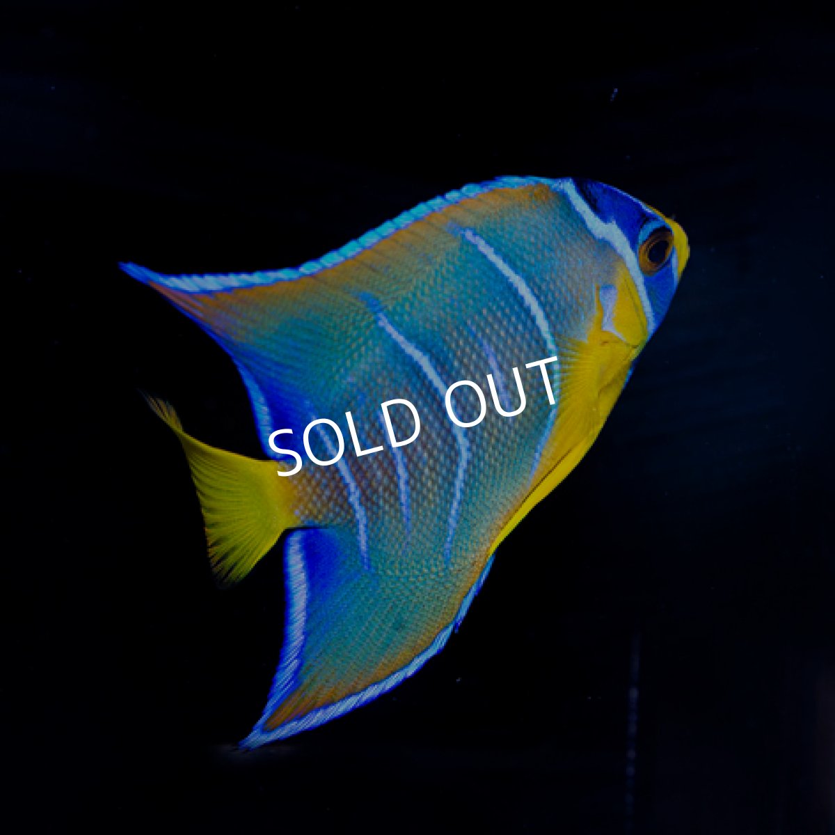 画像2: クイーンエンゼル　SM　カリブ　No.2 (2)