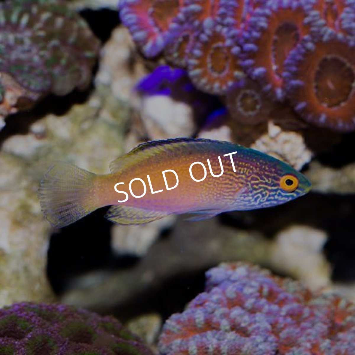 画像2: ローンボイドフェアリーラス ペア (2)