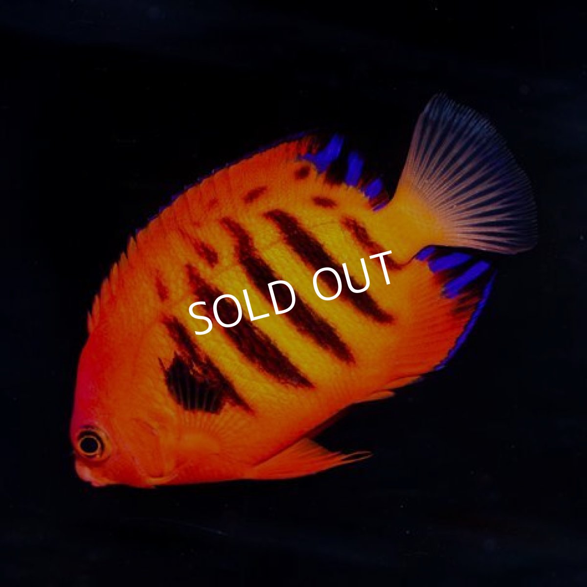 画像2: フレームエンゼル (2)