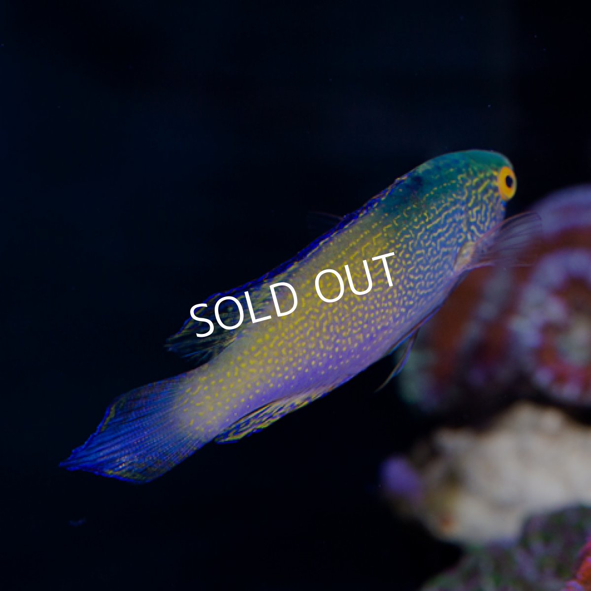 画像3: ローンボイドフェアリーラス ペア (3)