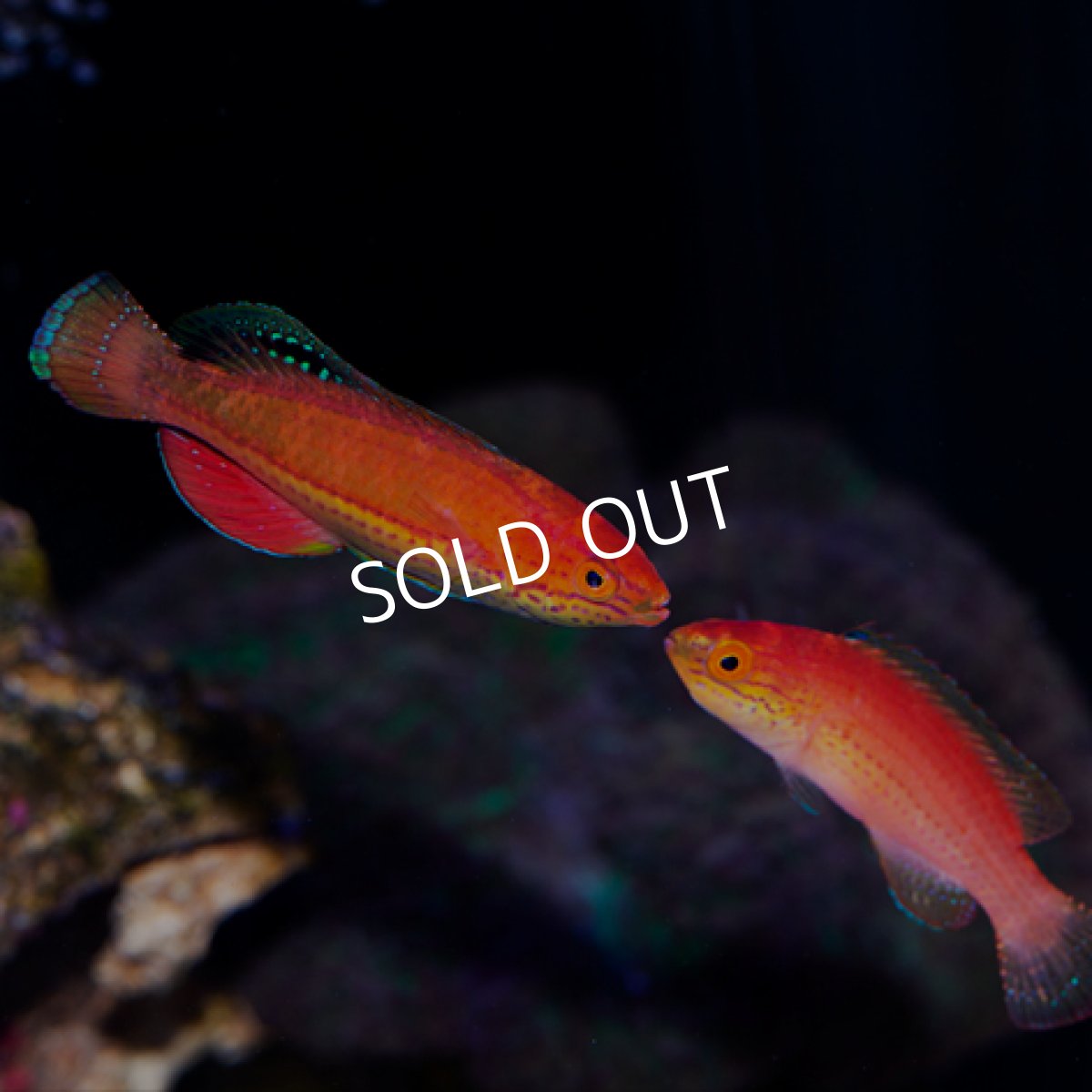 画像3: クレナイイトヒキベラ　ペア (3)